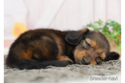 成約済の千葉県のミニチュアダックスフンド(ロングヘアード)-227647の2枚目